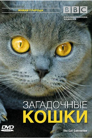 BBC: Загадочные кошки 